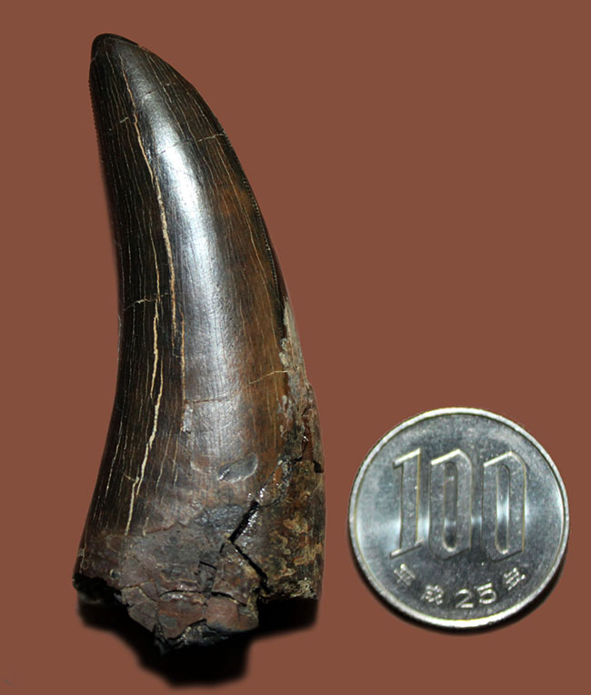 Tレックス化石発見記念銀貨