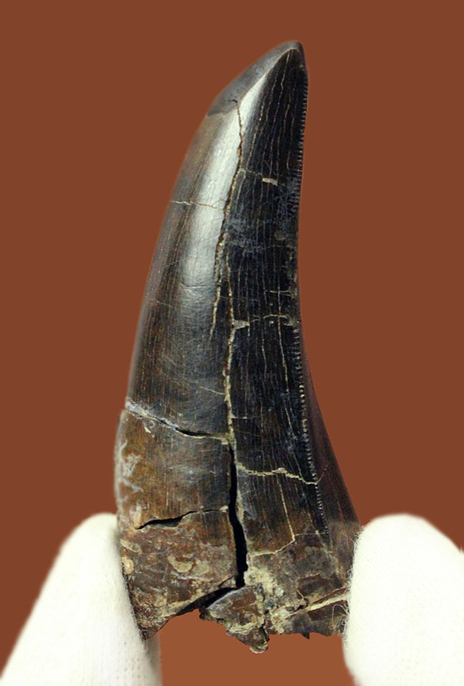 珠玉の逸品、コレクションのど真ん中に飾って欲しい！ティラノサウルス・レックスの歯化石。２０１８年夏発掘、１００％ナチュラル！（その2）