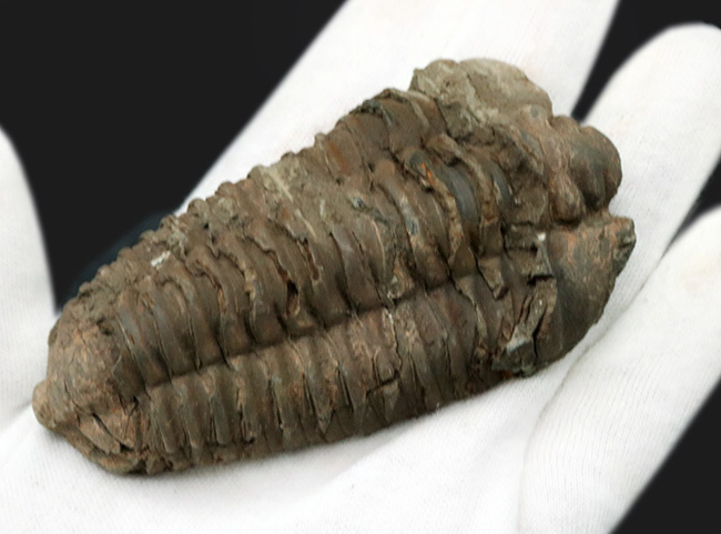 特大サイズ!カーブ計測で10センチ!モロッコ産のオルドビス紀の三葉虫、カリメネ(Calymene)です。(その3)