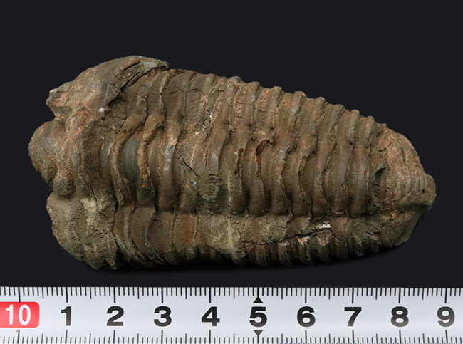 特大サイズ!カーブ計測で10センチ!モロッコ産のオルドビス紀の三葉虫、カリメネ(Calymene)です。(その5)