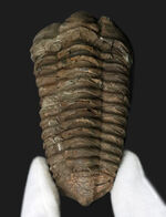 特大サイズ！カーブ計測で１０センチ！モロッコ産のオルドビス紀の三葉虫、カリメネ（Calymene）です。