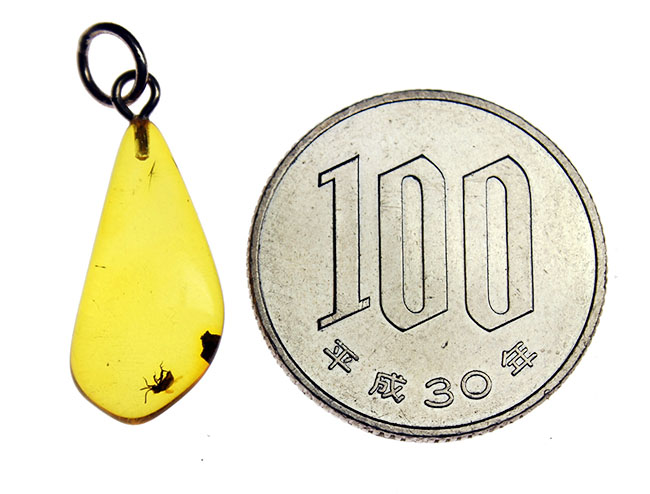 透き通るレモンイエローが美しいバルト海産の虫入り琥珀を使ったペンダントトップ。(シルバーチェーン、革紐、高級ジュエリーケース付き)(その6)