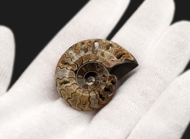 波打つ隔壁が顕に!マダガスカル産のクレオニセラス(Cleoniceras)の研磨標本(その4)