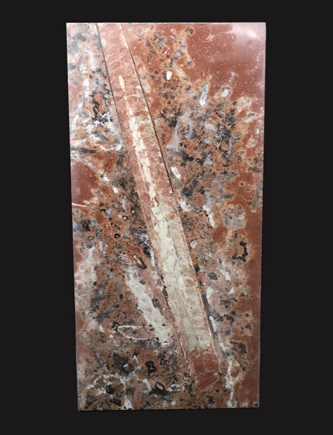 珍しいスウェーデン産!40センチ級の巨大個体を含め多数のオルソセラス(Orthoceras)が同居した群集標本(その1)