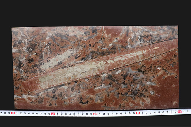 珍しいスウェーデン産!40センチ級の巨大個体を含め多数のオルソセラス(Orthoceras)が同居した群集標本(その10)