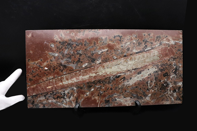 珍しいスウェーデン産!40センチ級の巨大個体を含め多数のオルソセラス(Orthoceras)が同居した群集標本(その2)
