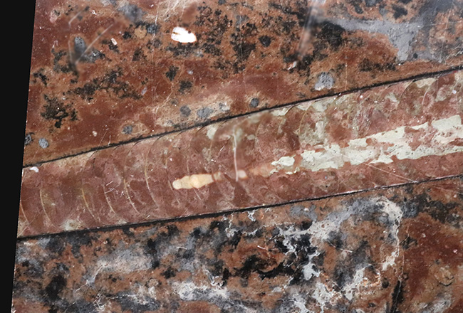 珍しいスウェーデン産!40センチ級の巨大個体を含め多数のオルソセラス(Orthoceras)が同居した群集標本(その3)
