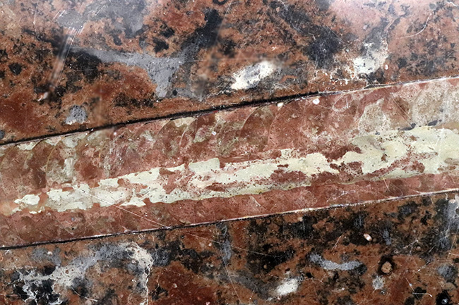 珍しいスウェーデン産!40センチ級の巨大個体を含め多数のオルソセラス(Orthoceras)が同居した群集標本(その4)