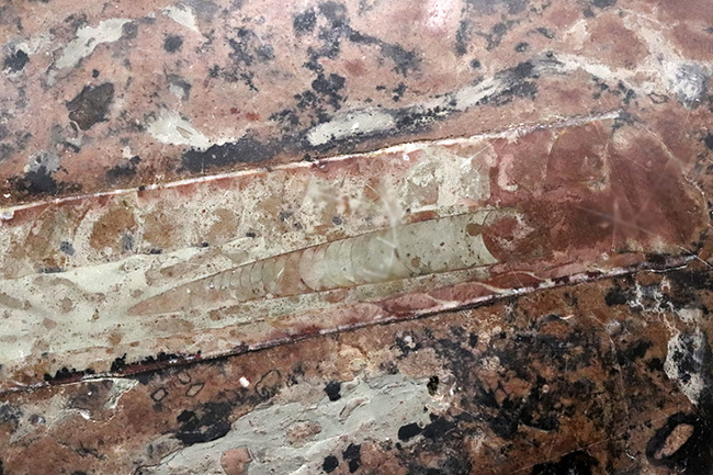 珍しいスウェーデン産!40センチ級の巨大個体を含め多数のオルソセラス(Orthoceras)が同居した群集標本(その5)