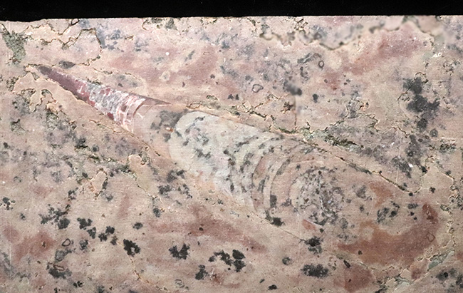 珍しいスウェーデン産!40センチ級の巨大個体を含め多数のオルソセラス(Orthoceras)が同居した群集標本(その8)