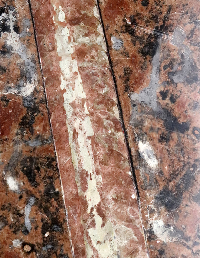 珍しいスウェーデン産!40センチ級の巨大個体を含め多数のオルソセラス(Orthoceras)が同居した群集標本(その9)