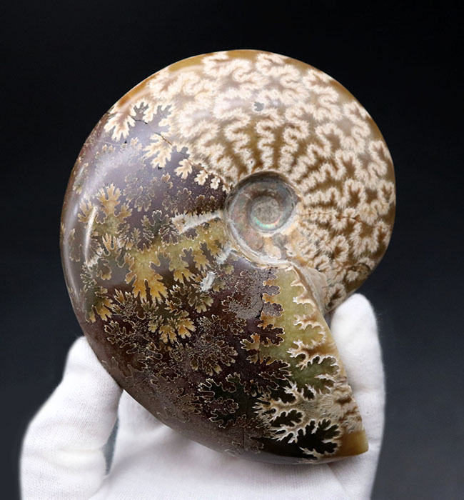 光らないクレオニセラスはいかが？白亜紀のアンモナイト