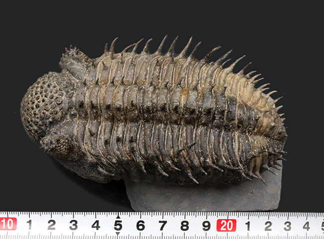 大型＆上質！全身武装を施した重戦車！鉄壁の防御を誇る、デボン紀の三