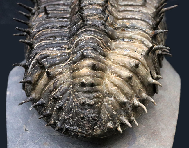 大型＆上質！全身武装を施した重戦車！鉄壁の防御を誇る、デボン紀の三