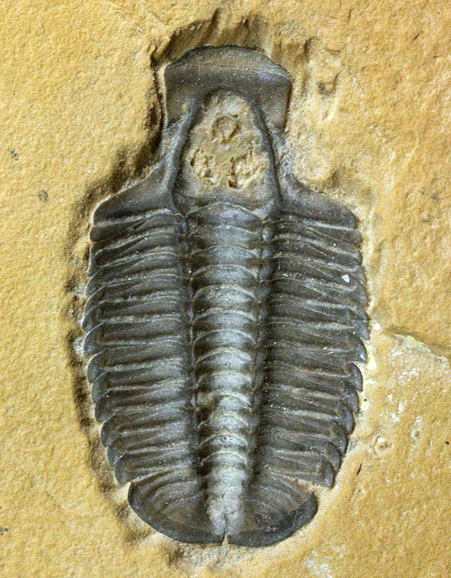 こりゃまたマニアック!ユタ州産ネガ三葉虫モドキア・ウィークセンシス(Modocia weeksensis)(その1)