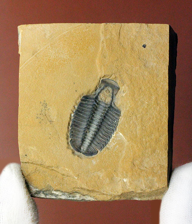 こりゃまたマニアック!ユタ州産ネガ三葉虫モドキア・ウィークセンシス(Modocia weeksensis)(その2)