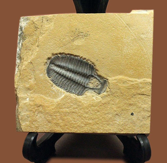 こりゃまたマニアック!ユタ州産ネガ三葉虫モドキア・ウィークセンシス(Modocia weeksensis)(その3)