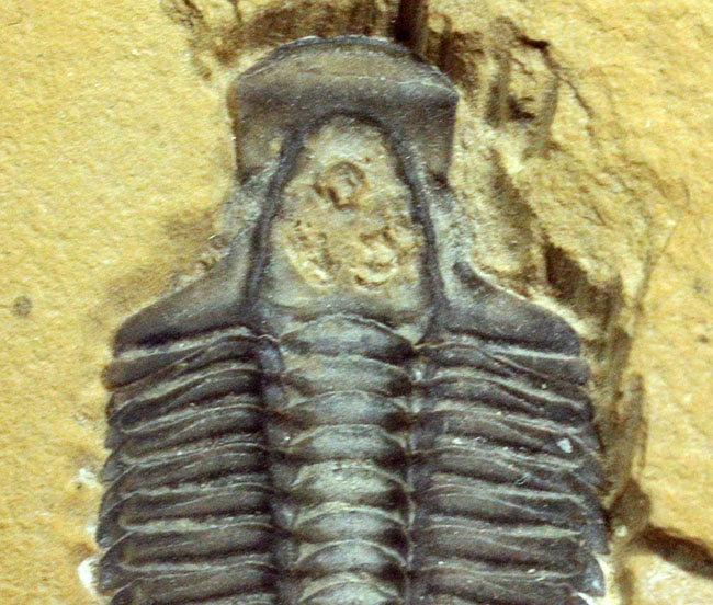 こりゃまたマニアック!ユタ州産ネガ三葉虫モドキア・ウィークセンシス(Modocia weeksensis)(その4)