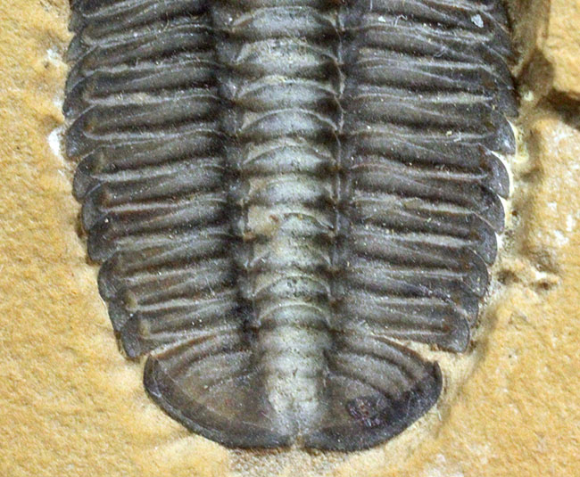 こりゃまたマニアック!ユタ州産ネガ三葉虫モドキア・ウィークセンシス(Modocia weeksensis)(その5)