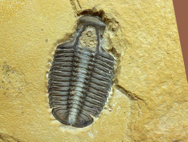 こりゃまたマニアック!ユタ州産ネガ三葉虫モドキア・ウィークセンシス(Modocia weeksensis)(その8)