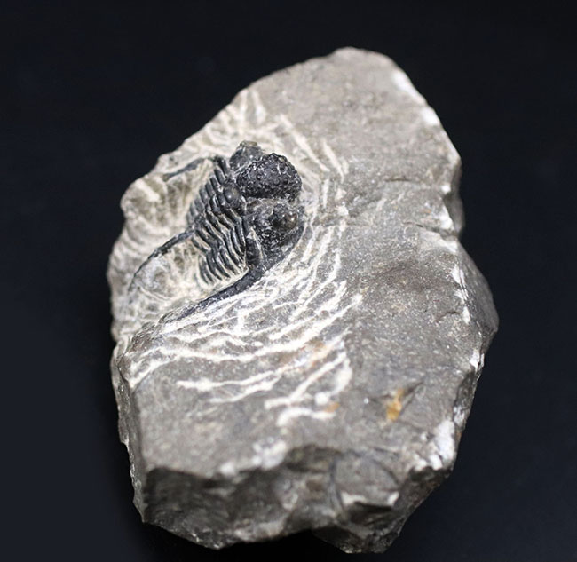 3本の棘に、コブ頭で知られる古生代モロッコ産三葉虫