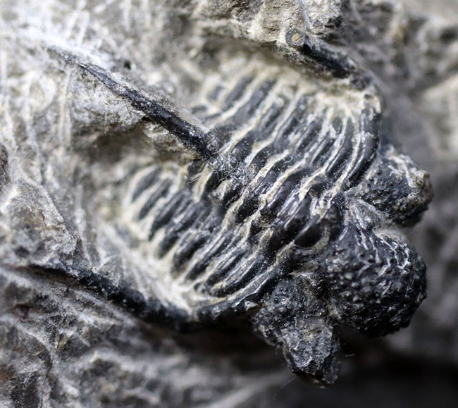 ３本の棘に、コブ頭で知られる古生代モロッコ産三葉虫、キファスピス（Cyphaspis）の化石（その5）