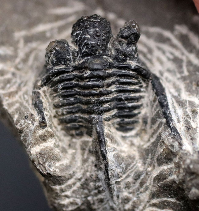 ３本の棘に、コブ頭で知られる古生代モロッコ産三葉虫、キファスピス（Cyphaspis）の化石（その6）