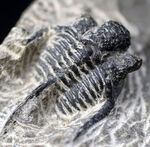 ３本の棘に、コブ頭で知られる古生代モロッコ産三葉虫、キファスピス（Cyphaspis）の化石
