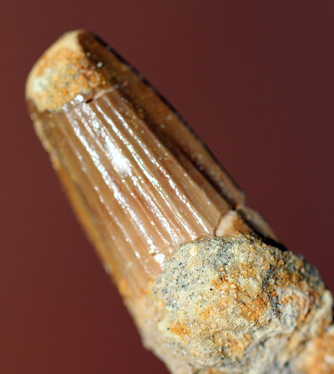 お子様へのプレゼントにいかが?縦溝がよく保存された、白亜紀モロッコ産スピノサウルス(Spinosaurus)の歯化石(その1)