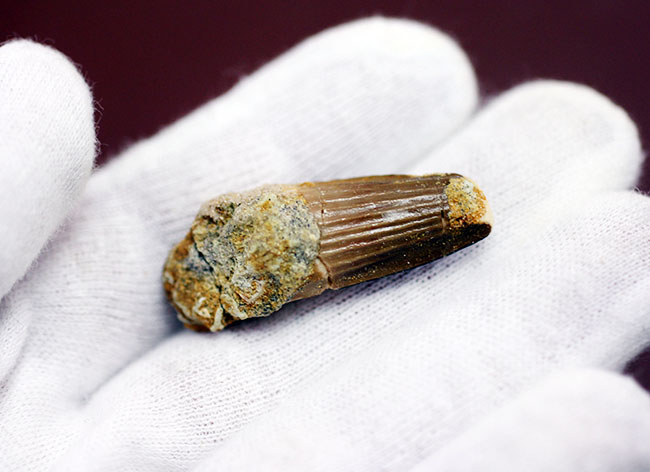 お子様へのプレゼントにいかが?縦溝がよく保存された、白亜紀モロッコ産スピノサウルス(Spinosaurus)の歯化石(その4)