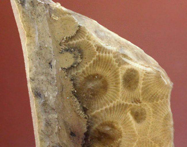 三葉虫が棲息していた時代の四放サンゴ、ヘキサゴナリア（Hexagonaria percarinata）（その2）