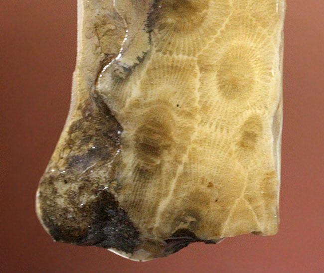 三葉虫が棲息していた時代の四放サンゴ、ヘキサゴナリア(Hexagonaria percarinata)(その3)