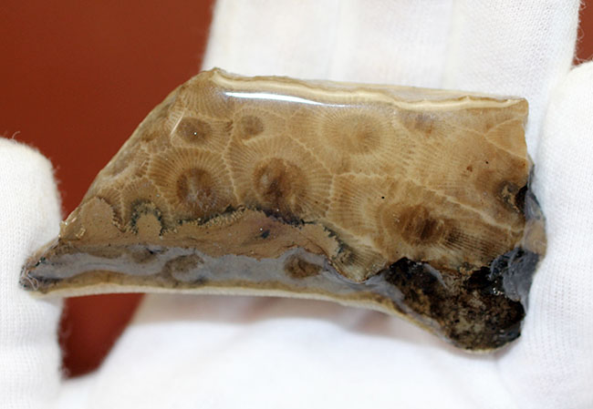 三葉虫が棲息していた時代の四放サンゴ、ヘキサゴナリア(Hexagonaria percarinata)(その4)