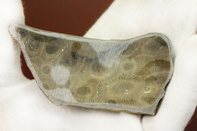 三葉虫が棲息していた時代の四放サンゴ、ヘキサゴナリア(Hexagonaria percarinata)(その5)