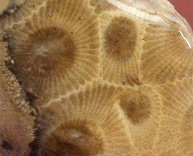 三葉虫が棲息していた時代の四放サンゴ、ヘキサゴナリア（Hexagonaria percarinata）（その6）