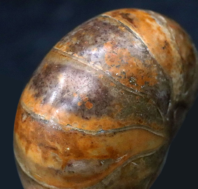 コロコロとした丸みが愛らしい、マダガスカル産のオウムガイ(Nautilus)の化石(その1)