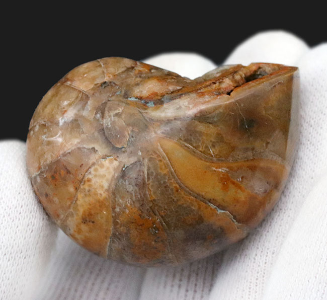 コロコロとした丸みが愛らしい、マダガスカル産のオウムガイ(Nautilus)の化石(その2)