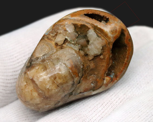 コロコロとした丸みが愛らしい、マダガスカル産のオウムガイ(Nautilus)の化石(その3)