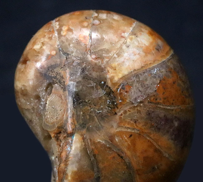 コロコロとした丸みが愛らしい、マダガスカル産のオウムガイ(Nautilus)の化石(その4)