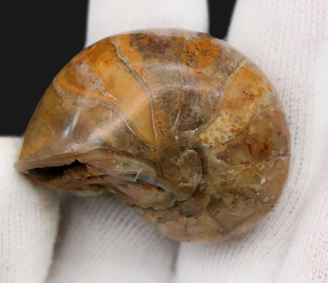 コロコロとした丸みが愛らしい、マダガスカル産のオウムガイ（Nautilus）の化石（その5）
