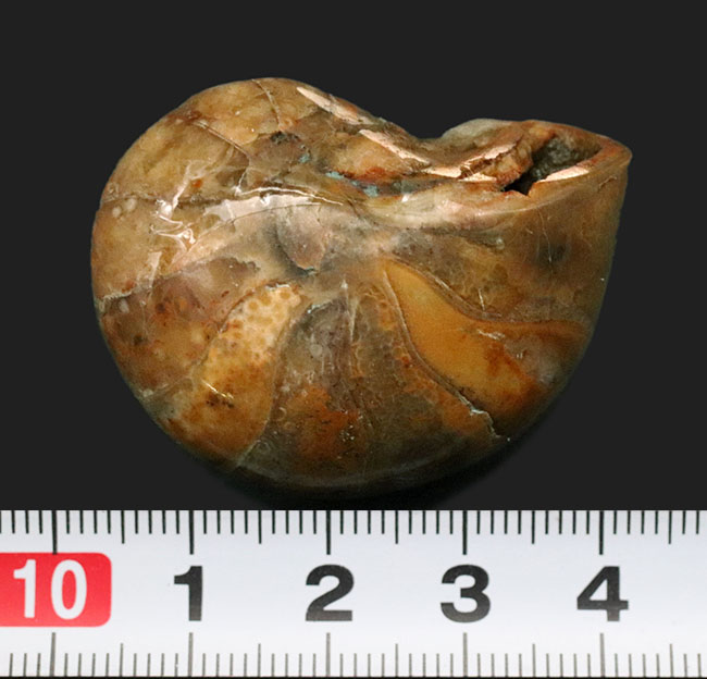 コロコロとした丸みが愛らしい、マダガスカル産のオウムガイ(Nautilus)の化石(その6)
