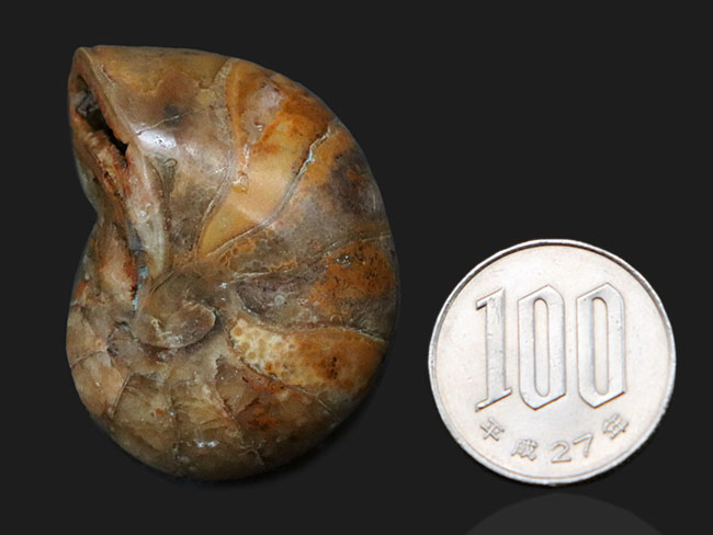 コロコロとした丸みが愛らしい、マダガスカル産のオウムガイ(Nautilus)の化石(その7)