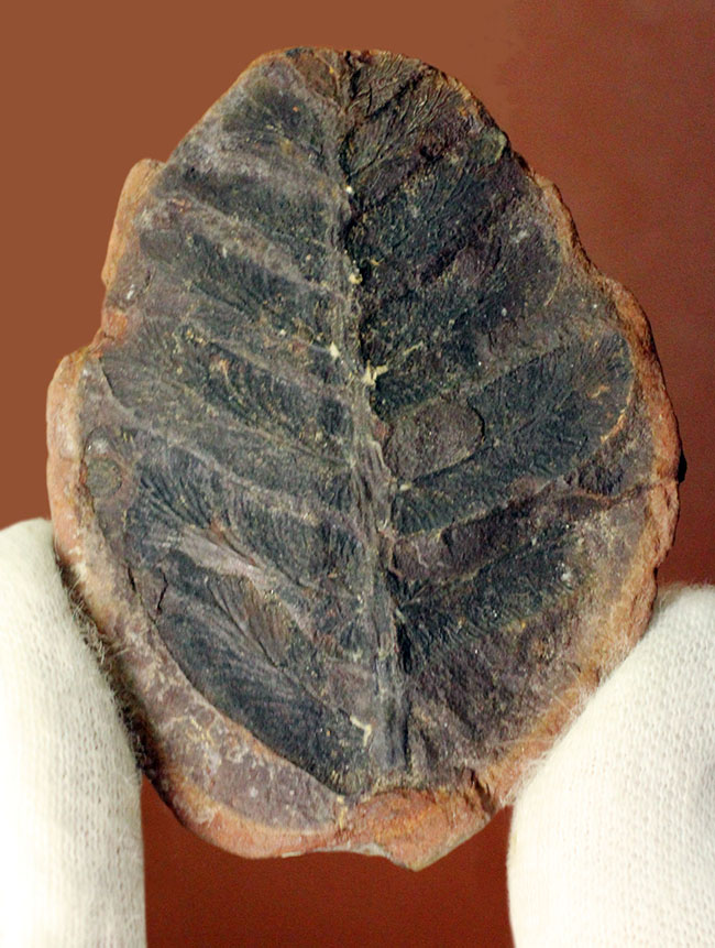 鳥の羽のような模様が特徴的な、石炭紀の植物化石、ペコプテリス(Pecopteris sp.)(その1)
