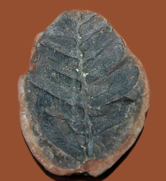 鳥の羽のような模様が特徴的な、石炭紀の植物化石、ペコプテリス(Pecopteris sp.)（その2）
