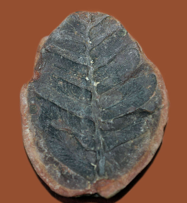 鳥の羽のような模様が特徴的な、石炭紀の植物化石、ペコプテリス(Pecopteris sp.)(その2)