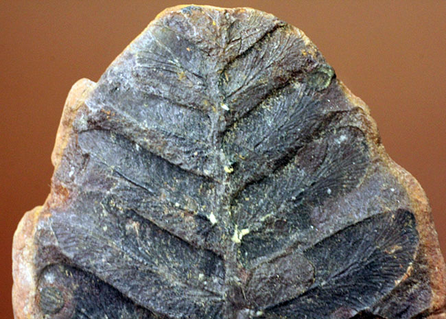 鳥の羽のような模様が特徴的な、石炭紀の植物化石、ペコプテリス(Pecopteris sp.)(その3)