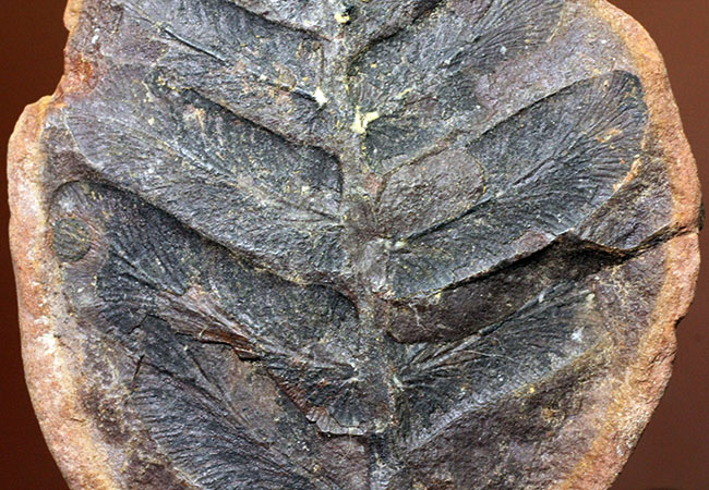 鳥の羽のような模様が特徴的な、石炭紀の植物化石、ペコプテリス(Pecopteris sp.)(その4)