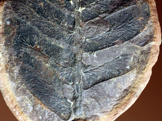 鳥の羽のような模様が特徴的な、石炭紀の植物化石、ペコプテリス(Pecopteris sp.)（その5）