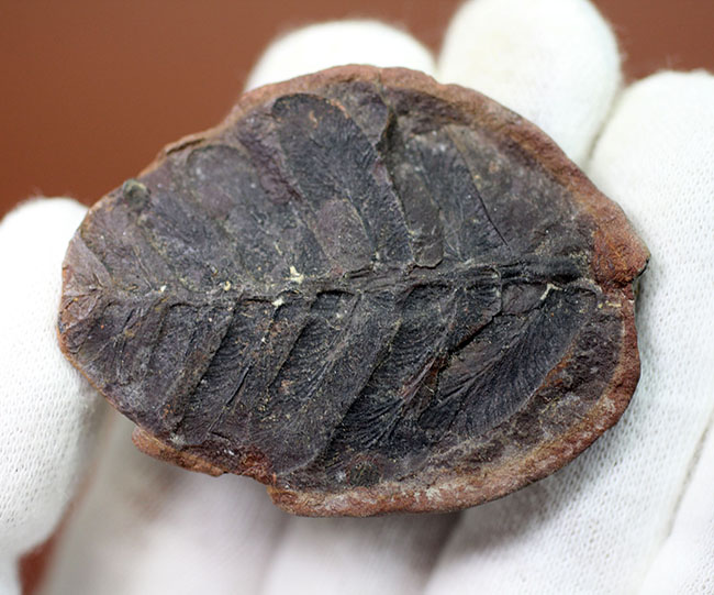 鳥の羽のような模様が特徴的な、石炭紀の植物化石、ペコプテリス(Pecopteris sp.)(その6)