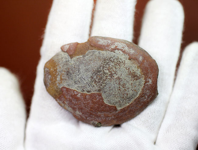 鳥の羽のような模様が特徴的な、石炭紀の植物化石、ペコプテリス(Pecopteris sp.)(その7)